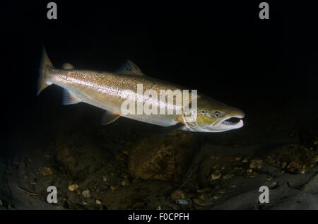 Atlantischer Lachs (Salmo salar) männlich, Fluss Orkla, Norwegen, September 2008 Stockfoto