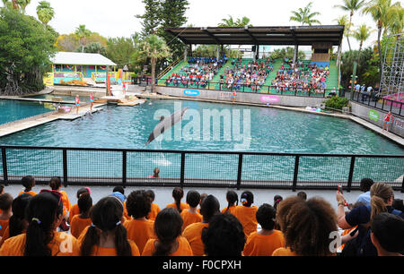 26. März 2015 - Key Biscayne, Florida, USA - beobachten Sie Leute einen Delphin Miami Seaquarium durchführen. Stockfoto