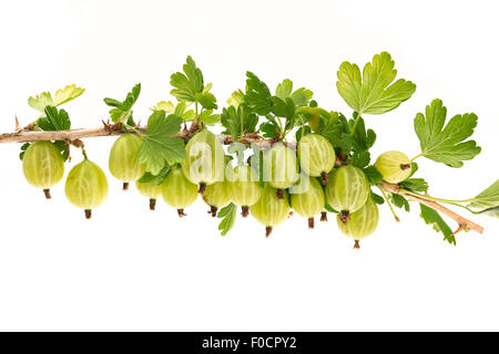 Frische Stachelbeeren wächst auf einem Ast - Studio gedreht mit weißem Hintergrund Stockfoto