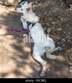 Hund entspannt im Schatten von Wasserschüssel während der Wanderung am Red Rock Canyon Park in Topanga, Kalifornien Stockfoto