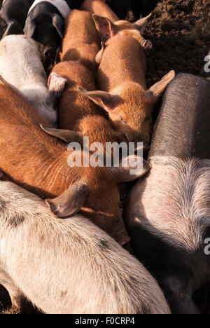 Ein Porträtfoto von zehn Hausschweine, Sus Scrofa Domesticus oder Sus Domesticus zusammengekauert Stockfoto