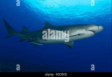 ZITRONE HAI SCHWIMMEN IM KLAREN WASSER DES BORA-BORA IN FRANZÖSISCH-POLYNESIEN Stockfoto