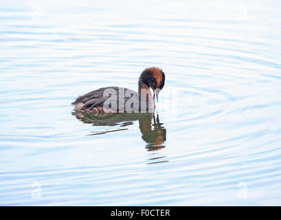 Slawonische Grebe, auch bekannt als Ohrentaucher in Wasser mit Reflektionen Stockfoto