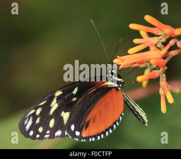 Ein schöner Schmetterling Tiger auf eine orange, gelbe, rote Blume Stockfoto