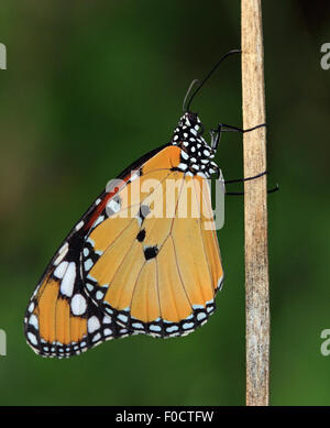 Ein wunderschöner Plain Tiger Schmetterling, thront auch bekannt als afrikanischer Monarch am braunen Stiel Stockfoto