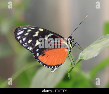 Ein wunderschöner Schmetterling Tiger thront auf einem grünen Blatt Stockfoto