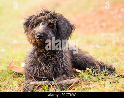 Chung braune Hund Gras liegend Stockfoto