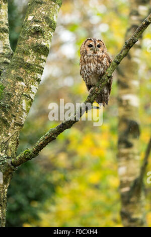 Tawny owl Strix aluco (captive), adult male, perched on branch in woodland, Hawk Conservancy Trust, Hampshire, UK in November. Stockfoto