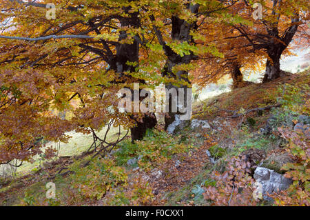 Alte Buche (Fagus sp) im Herbst, Piatra Craiului Nationalpark, Transylvania, südlichen Karpaten, Rumänien, Oktober 2008 Stockfoto