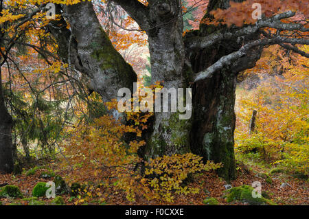 Alte Buche (Fagus sp) im Herbst, Piatra Craiului Nationalpark, Transylvania, südlichen Karpaten, Rumänien, Oktober 2008 Stockfoto