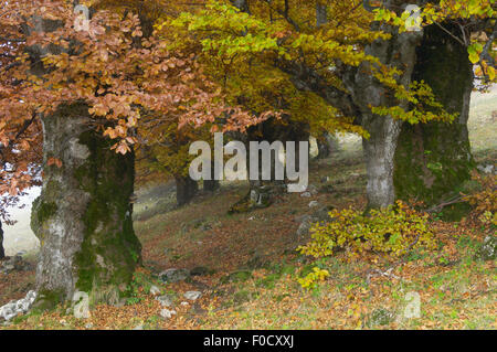 Alte Buche (Fagus sp) im Herbst, Piatra Craiului Nationalpark, Transylvania, südlichen Karpaten, Rumänien, Oktober 2008 Stockfoto