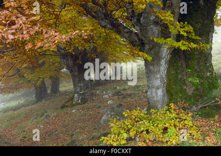 Alte Buche (Fagus sp) im Herbst, Piatra Craiului Nationalpark, Transylvania, südlichen Karpaten, Rumänien, Oktober 2008 Stockfoto