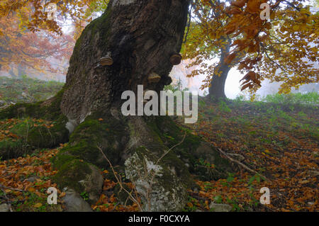 Alte Buche (Fagus sp) mit Pilze wachsen, Piatra Craiului Nationalpark, Transylvania, südlichen Karpaten, Rumänien, Oktober 2008 Stockfoto