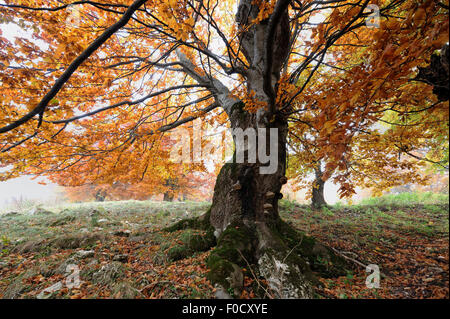 Alte Buche (Fagus sp) mit Pilze wachsen, Piatra Craiului Nationalpark, Transylvania, südlichen Karpaten, Rumänien, Oktober 2008 Stockfoto