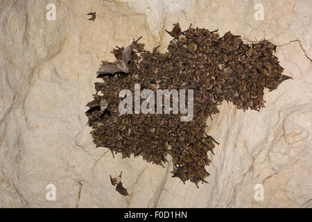 Maus-eared Fledermäuse (Myotis sp) und Schreibers lange Finger Fledermäuse (Miniopterus Schreibersi) Schlafplatz in Höhle, Bulgarien, Mai 2008 Stockfoto