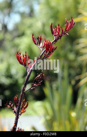 Neuseeland-Flachs Blume Stockfoto