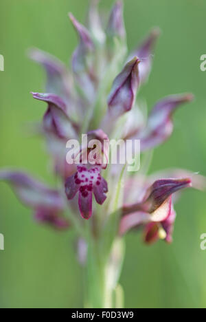 Duftende Fehler Orchidee (Anacamptis / Orchis Coriophora Fragrans) in Blüte, Vieste, Gargano National Park, Halbinsel Gargano, Apulien, Italien, April 2008 Stockfoto