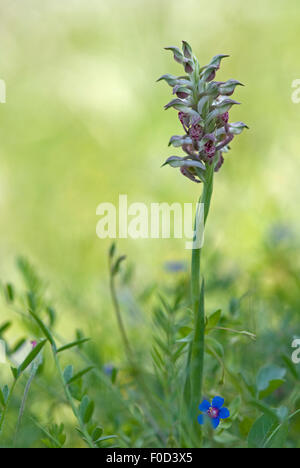 Duftende Bug Orchidee (Anacamptis / Orchis Coriophora Fragrans) Vieste, Gargano National Park, Halbinsel Gargano, Apulien, Italien, Mai 2008 Stockfoto