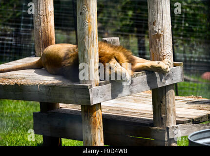 Ein Gefangener männlicher Löwe, Faulenzen in der Mittagssonne im Terpentin Creek Wildlife Refuge Stockfoto