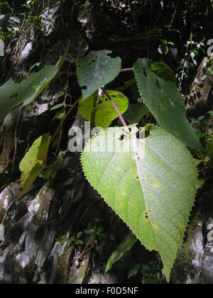 Young, stechende Baum, Dendrocnide Moroides, in den Regenwald bei Cairns, Queensland, Australien Stockfoto