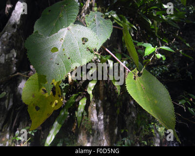 Young, stechende Baum, Dendrocnide Moroides, in den Regenwald bei Cairns, Queensland, Australien Stockfoto