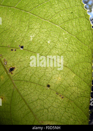 Detail des Blattes der stechende Baum, Dendrocnide Moroides, in den Regenwald bei Cairns, Queensland, Australien Stockfoto