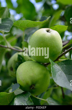 Nahaufnahme reife Äpfel am Baum. Sommer-Obstgarten. Kopieren Sie Raum. Stockfoto