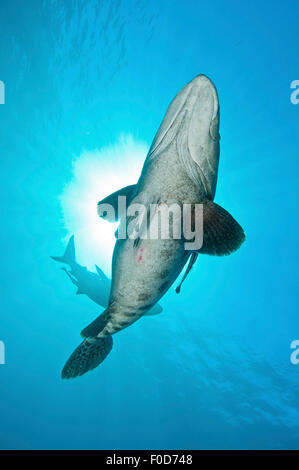 Eine große Kartoffel-Kabeljau mit Remora im Schlepptau und eine ozeanische Schwarzspitzen Haie im Hintergrund gegen die Sonne Aliwal Shoal, Umkomaas, KwaZ Stockfoto