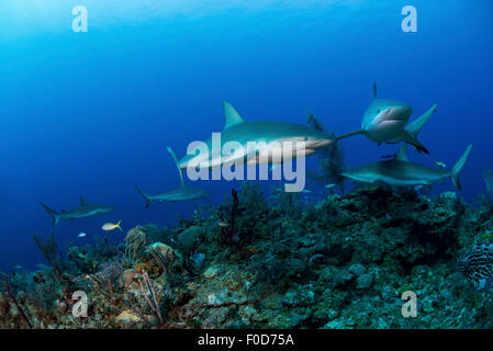 Einige Karibische Riffhaie (Carcharhinus Perezii) schwimmen entlang des Riffs, Jardines De La Reina, Kuba. Stockfoto