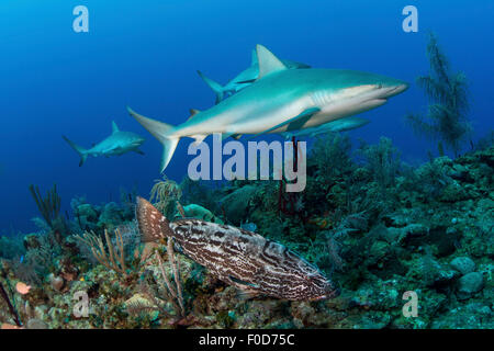 Einige Karibische Riffhaie (Carcharhinus Perezii) und ein Goliath-Zackenbarsch (Epinephelus Itajara) schwimmen entlang des Riffs, Jardin Stockfoto