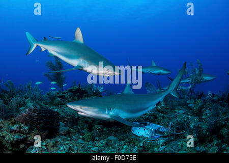 Einige Karibische Riffhaie (Carcharhinus Perezii) schwimmen entlang des Riffs, Jardines De La Reina, Kuba. Stockfoto