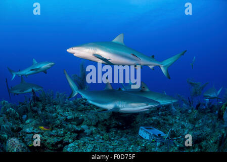 Einige Karibische Riffhaie (Carcharhinus Perezii) schwimmen entlang des Riffs, Jardines De La Reina, Kuba. Stockfoto