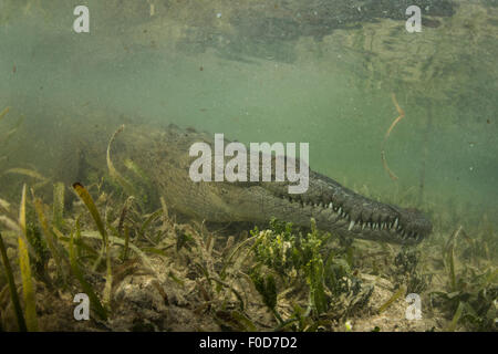 Amerikanische Salzwasser-Krokodil (Crocodylus Acutus) in Mangroven, Jardines De La Reina, Kuba. Stockfoto