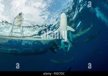 Schule der seidige Haie (Carcharhinus Falciformis) unter einem Boot Kreisen, während ein Fischer die Szene von oben, Jardine beobachtet Stockfoto