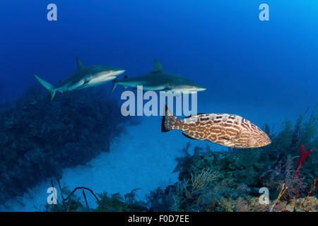 Einige Karibische Riffhaie (Carcharhinus Perezii) und ein Goliath-Zackenbarsch (Epinephelus Itajara) schwimmen entlang des Riffs, Jardin Stockfoto