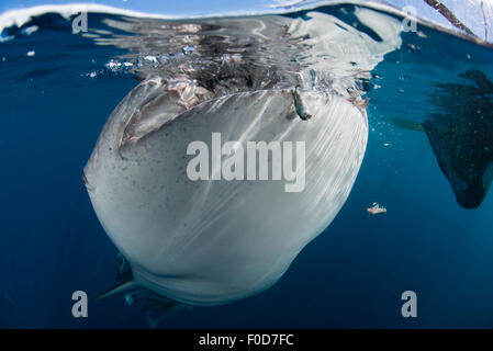 Nahaufnahme von einem Walhai Verletzung der Oberfläche schlucken Wasser unter Fischernetzen, mit Bits von Fischen, die herunterfallen, Cenderawa Stockfoto