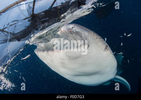 Nahaufnahme von einem Walhai Verletzung der Oberfläche schlucken Wasser unter Fischernetzen, mit Bits von Fischen, die herunterfallen, Cenderawa Stockfoto