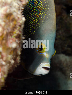 Französischer Kaiserfisch, West Palm Beach, Florida. Stockfoto