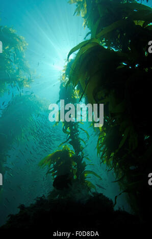 Strahlen von Licht durch eine Kelpwald, Catalina Island, Kalifornien. Stockfoto