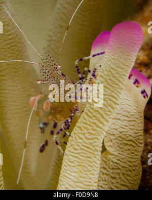 Putzergarnelen entdeckt auf rosa Spitzen Anemone, Curacao. Stockfoto