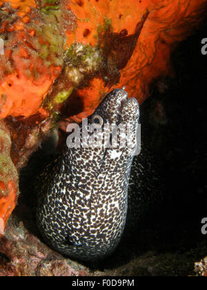 Gefleckte Muräne in einem hellen Orange Schwamm, Stetson Bank, Golf von Mexiko. Stockfoto