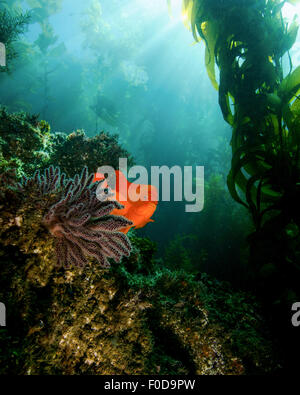 Eine helle Garibaldi in der Nähe von Gorgonien mit Streaming-Sonnenstrahlen, Catalina Island, Kalifornien. Stockfoto