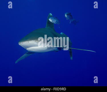 Ozeanische Weißspitzen Hai schwimmen mit Pilot Fisch, Cat Island, Bahamas. Stockfoto