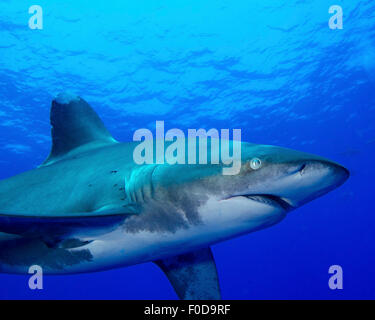 Nahaufnahme Seitenansicht einer ozeanischen Weißspitzen Hai, Cat Island, Bahamas. Stockfoto