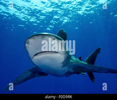 Vorderansicht eines ozeanischen Weißspitzen Hai, Cat Island, Bahamas. Stockfoto