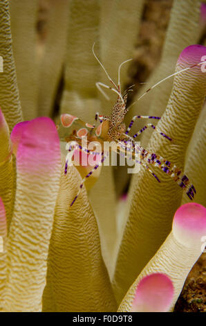 Putzergarnelen entdeckt auf rosa Spitzen Anemone in Curacao. Stockfoto