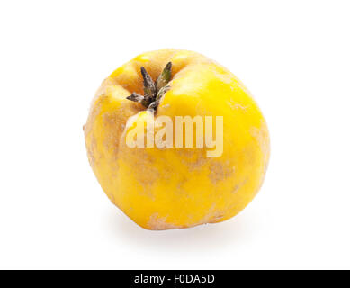 Quitte Frucht auf weißem Hintergrund Stockfoto