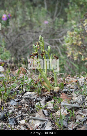 Ophrys Speculum wächst in den Parque Natural Sudoeste Alentejano e Costa Vicentina, westlichen Portugal. April. Stockfoto