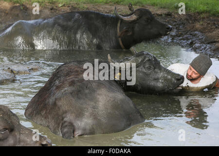 Son En Breugel, Niederlande. 12. August 2015. Buffalo-Bauer, Arjan Swinkels von Son En Breugel in den Niederlanden vollständig kriecht, gekleidet in der Naturteich mit seinen Wasserbüffel. Auf diese Weise ist der Besitzer des De Stoerderij versucht, mit seinen 35 Wasser Kühe ein Vertrauensverhältnis aufzubauen. Obwohl Wasserbüffel sich sehr sozial und freundlich sind, Verhalten sich oft ein bisschen unruhig während des Melkens. Wenn es schönes Wetter Swinkels deshalb schleicht sich regelmäßig mit den Tieren in den See für eine Kuschel-Session zur Geselligkeit der Büffel. Bildnachweis: Dpa picture Alliance/Alamy Live News Stockfoto