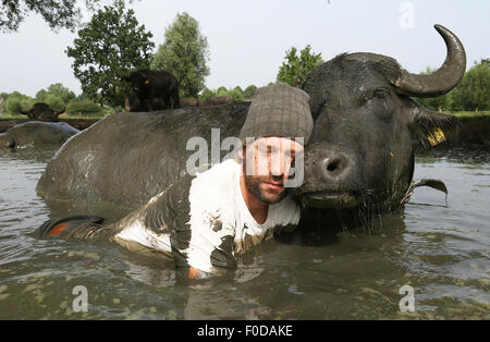 Son En Breugel, Niederlande. 12. August 2015. Buffalo-Bauer, Arjan Swinkels von Son En Breugel in den Niederlanden vollständig kriecht, gekleidet in der Naturteich mit seinen Wasserbüffel. Auf diese Weise ist der Besitzer des De Stoerderij versucht, mit seinen 35 Wasser Kühe ein Vertrauensverhältnis aufzubauen. Obwohl Wasserbüffel sich sehr sozial und freundlich sind, Verhalten sich oft ein bisschen unruhig während des Melkens. Wenn es schönes Wetter Swinkels deshalb schleicht sich regelmäßig mit den Tieren in den See für eine Kuschel-Session zur Geselligkeit der Büffel. Bildnachweis: Dpa picture Alliance/Alamy Live News Stockfoto